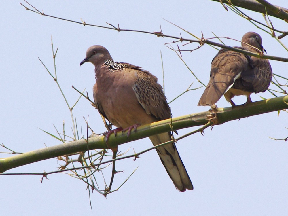 Spotted Dove - ML616980548