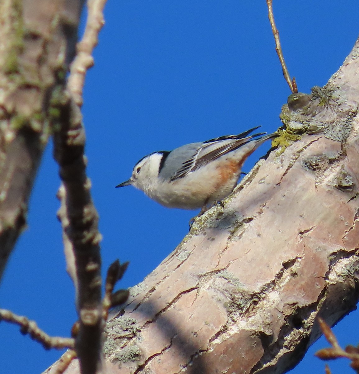 White-breasted Nuthatch - ML616980554