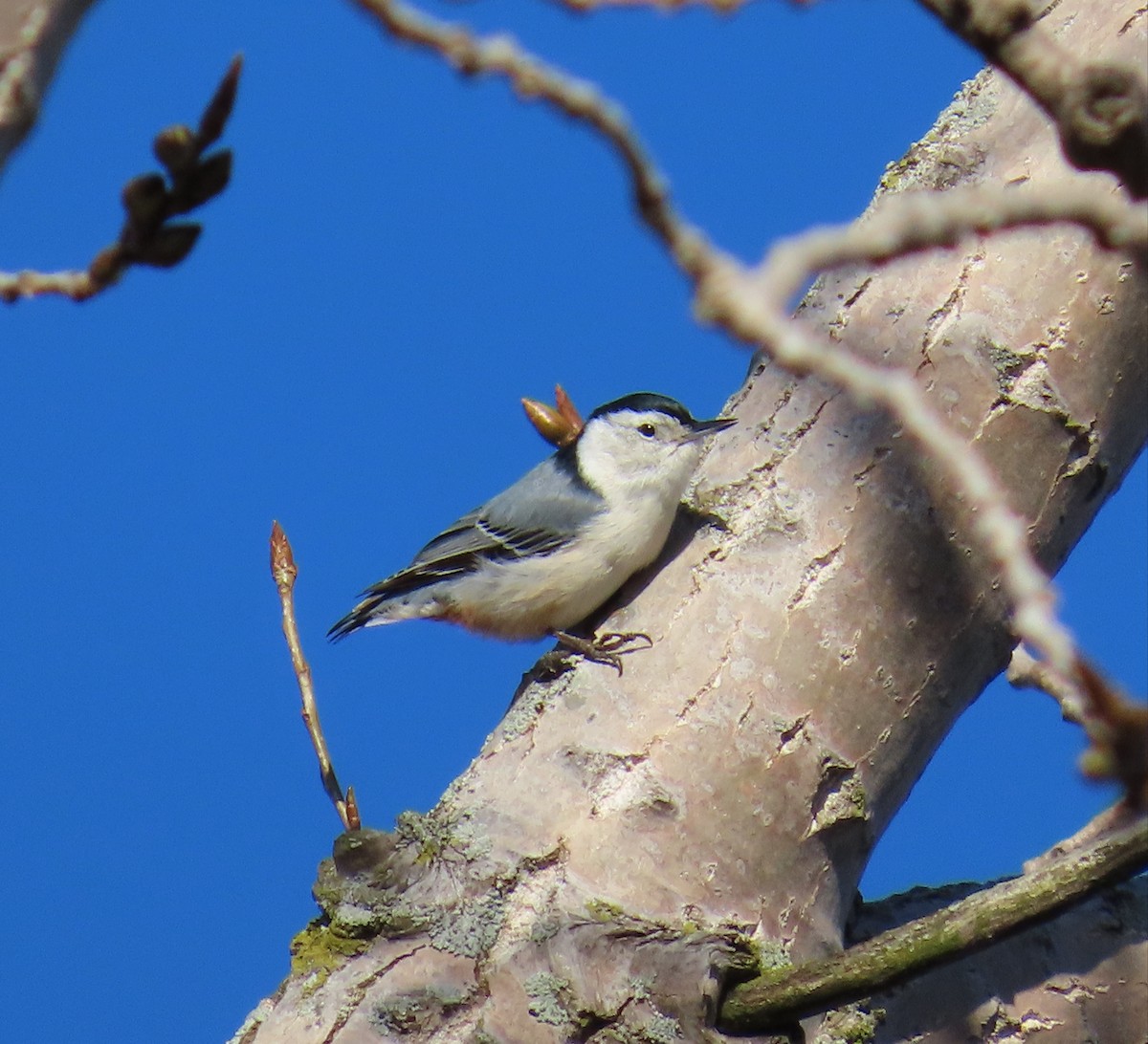 White-breasted Nuthatch - ML616980555