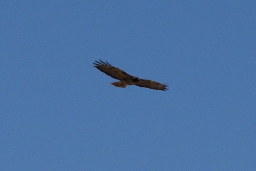 Red-tailed Hawk (calurus/alascensis) - ML616980572