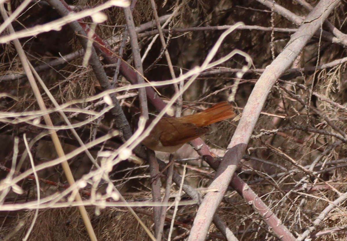 Common Nightingale - עוזי שמאי