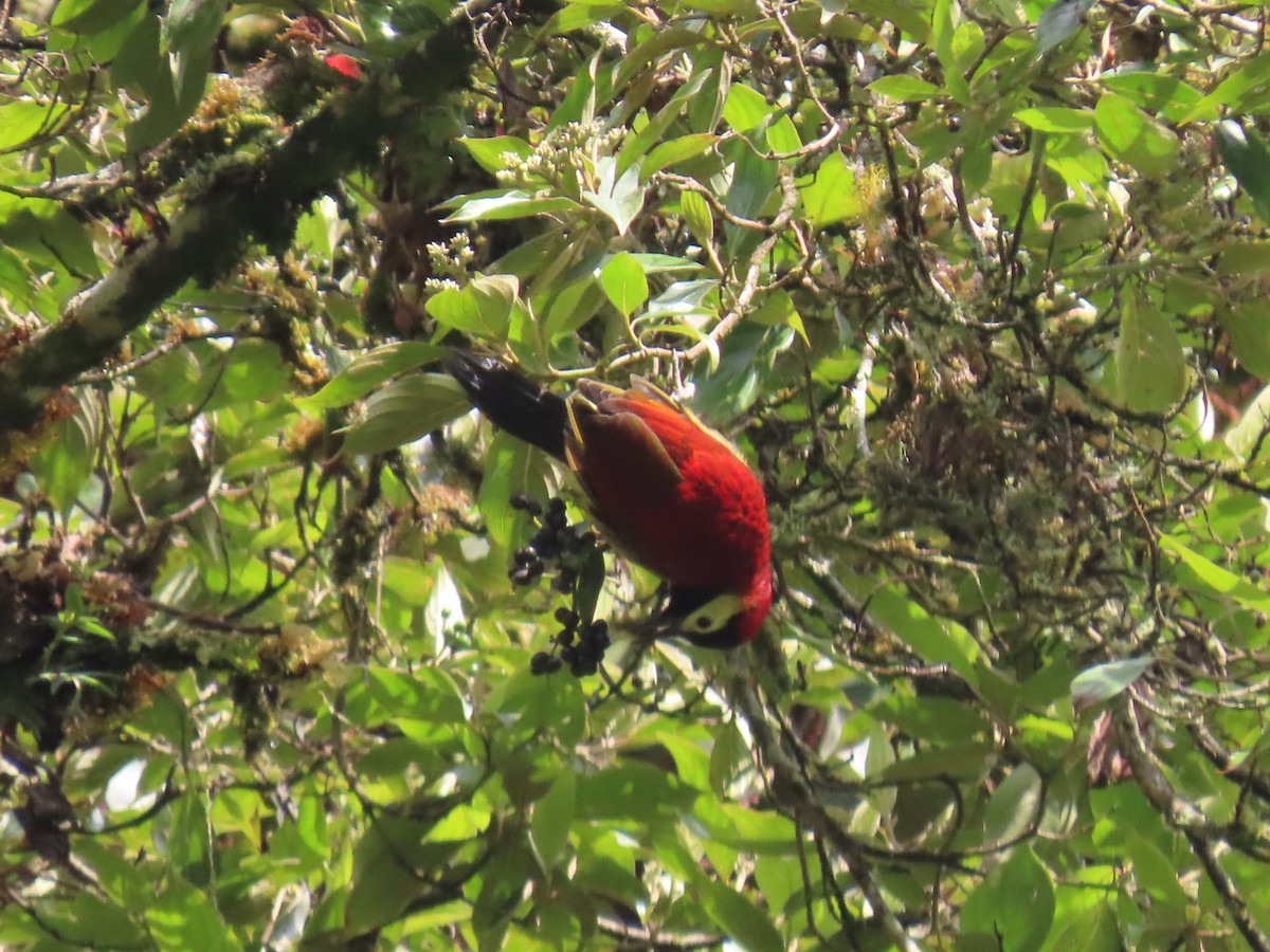 Crimson-mantled Woodpecker - ML616980579