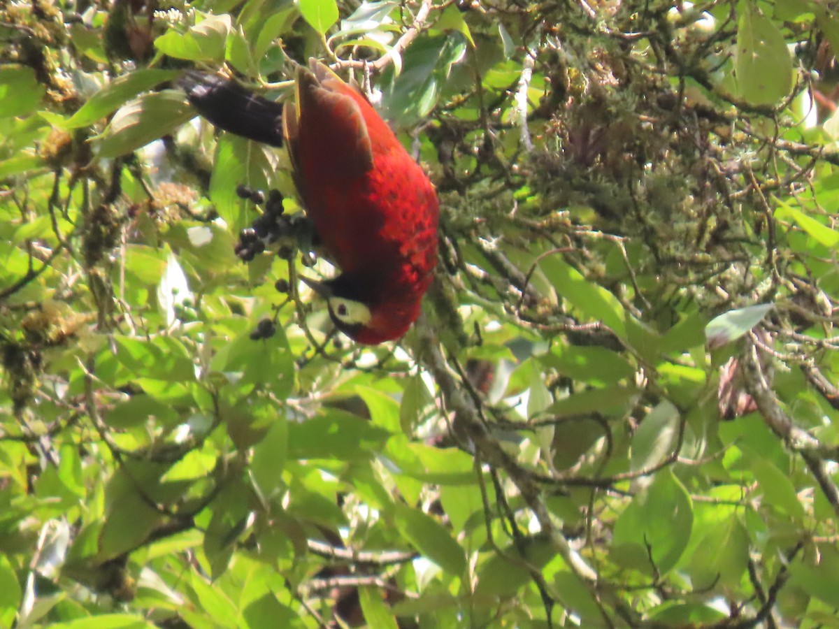 Crimson-mantled Woodpecker - ML616980586
