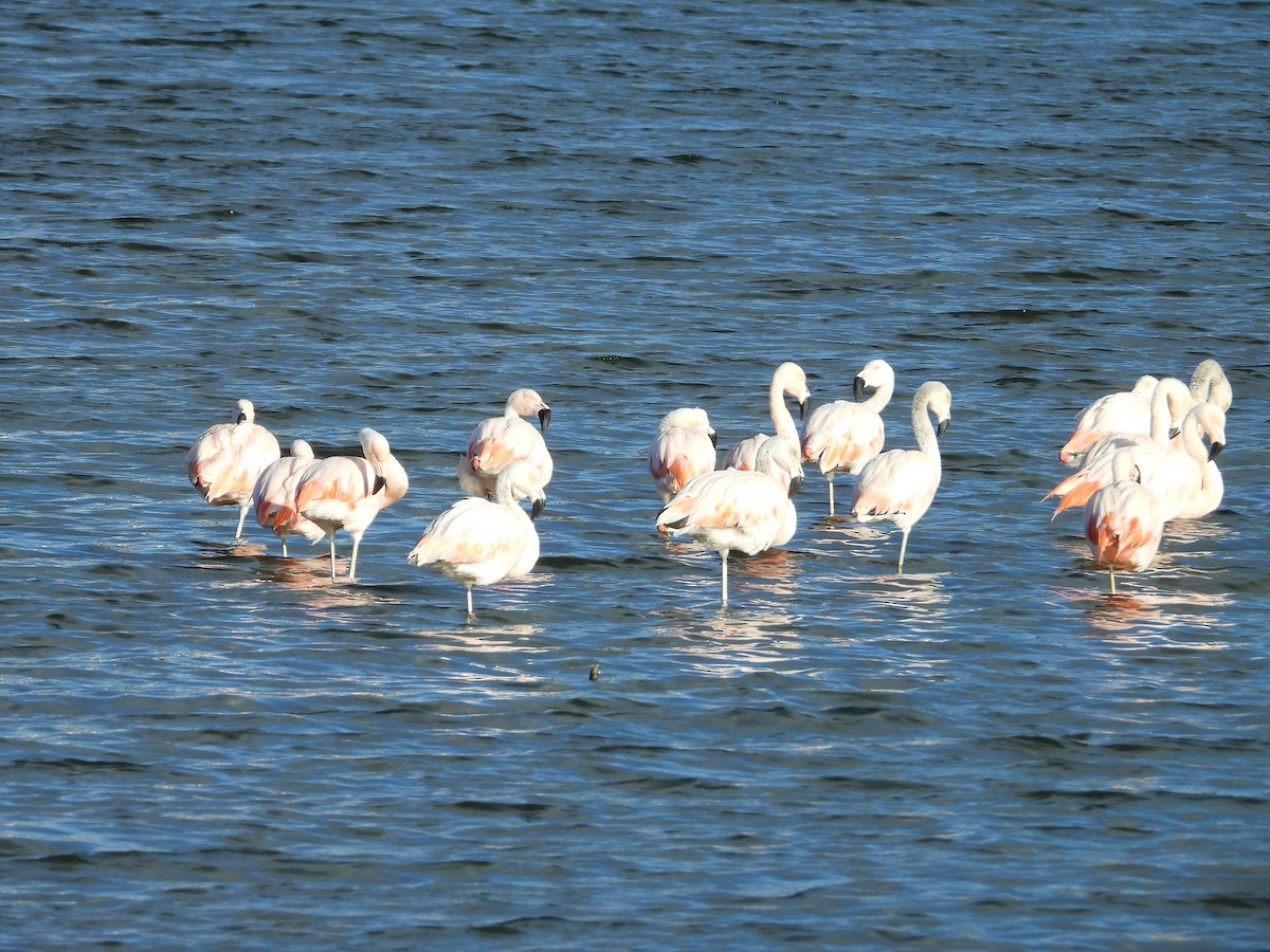 Şili Flamingosu - ML616980643