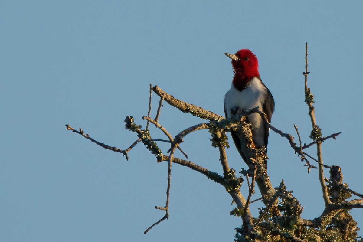 Red-headed Woodpecker - ML616980696