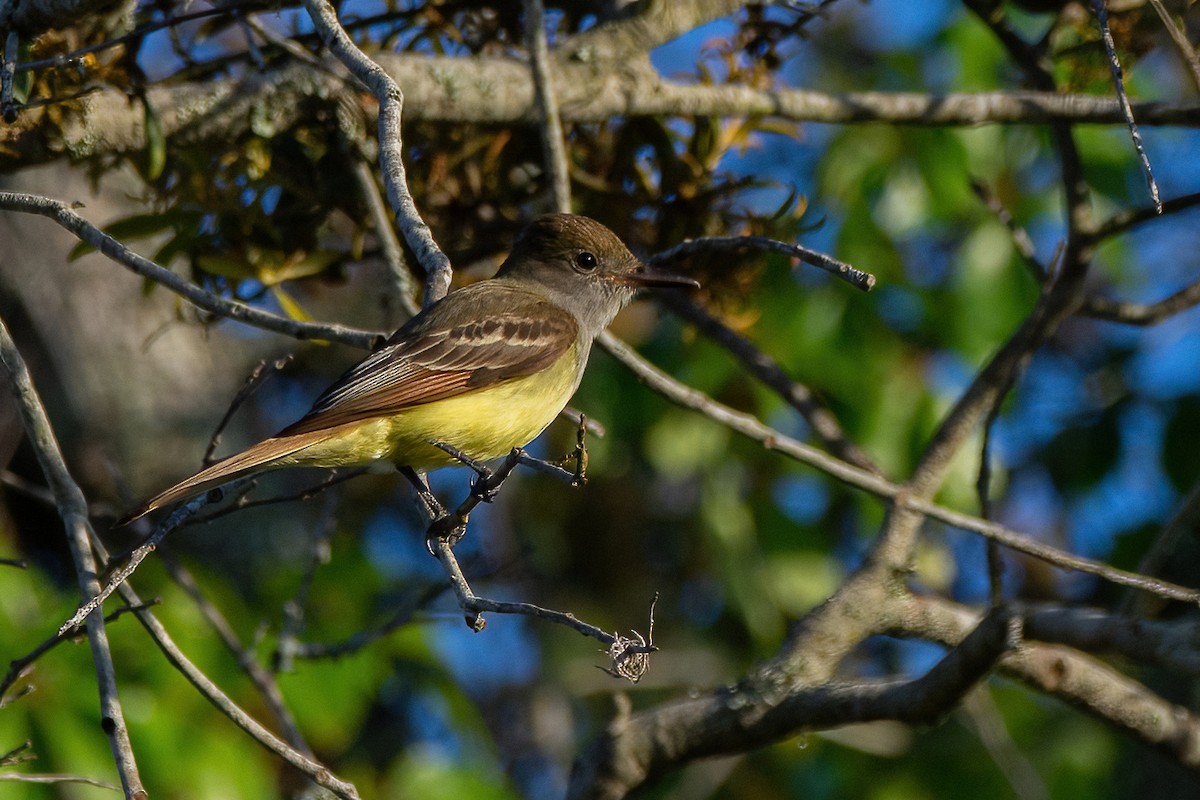 Great Crested Flycatcher - ML616980697