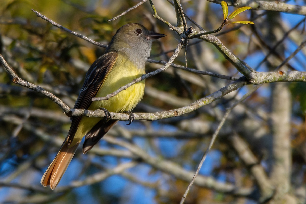 Great Crested Flycatcher - ML616980698