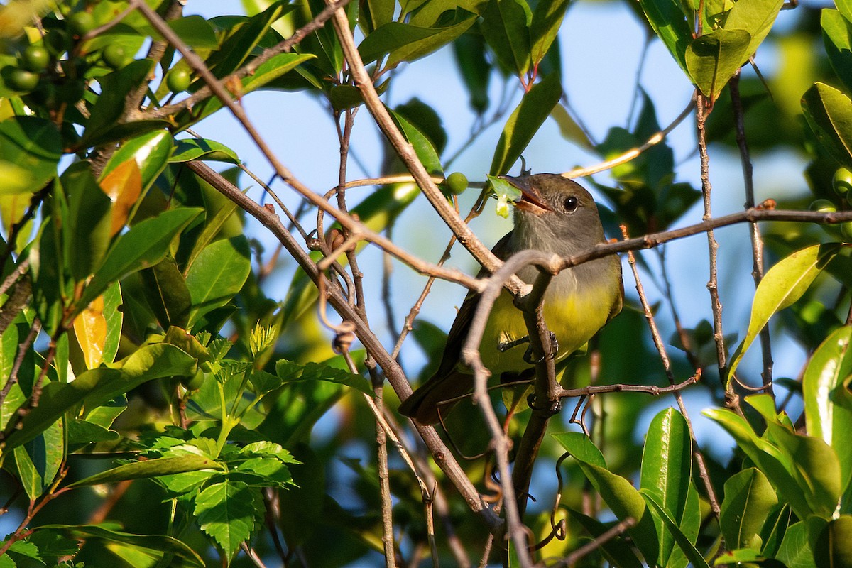 Great Crested Flycatcher - ML616980700