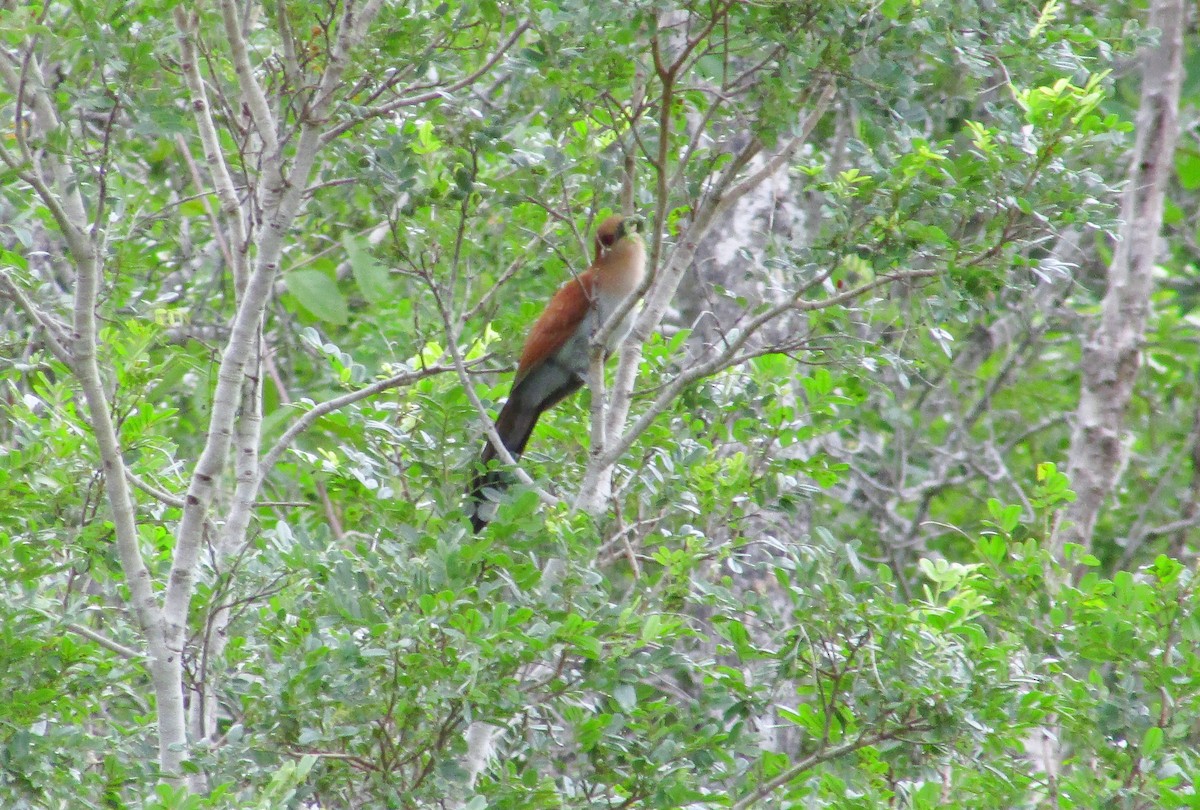 Squirrel Cuckoo (Amazonian) - ML616980709