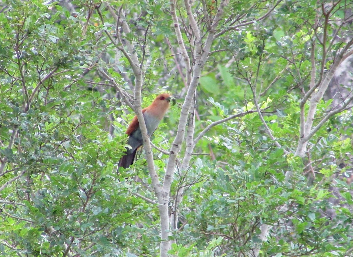 Squirrel Cuckoo (Amazonian) - Letícia Rabelo