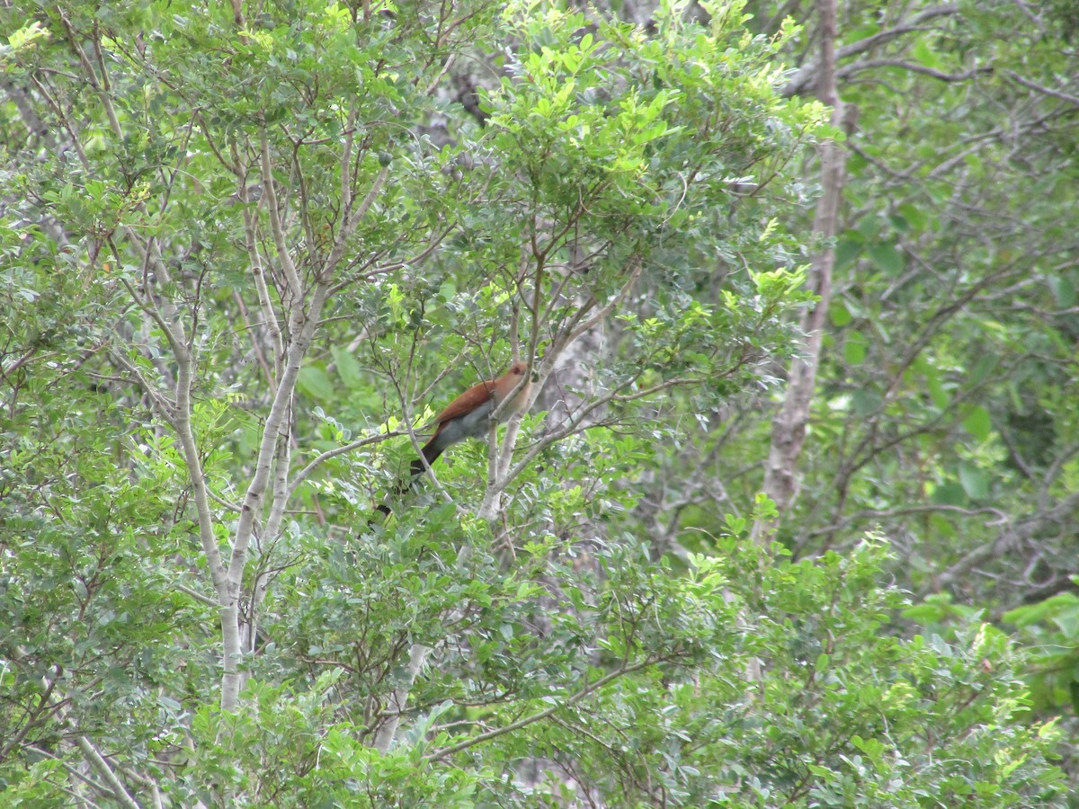 Squirrel Cuckoo (Amazonian) - ML616980711