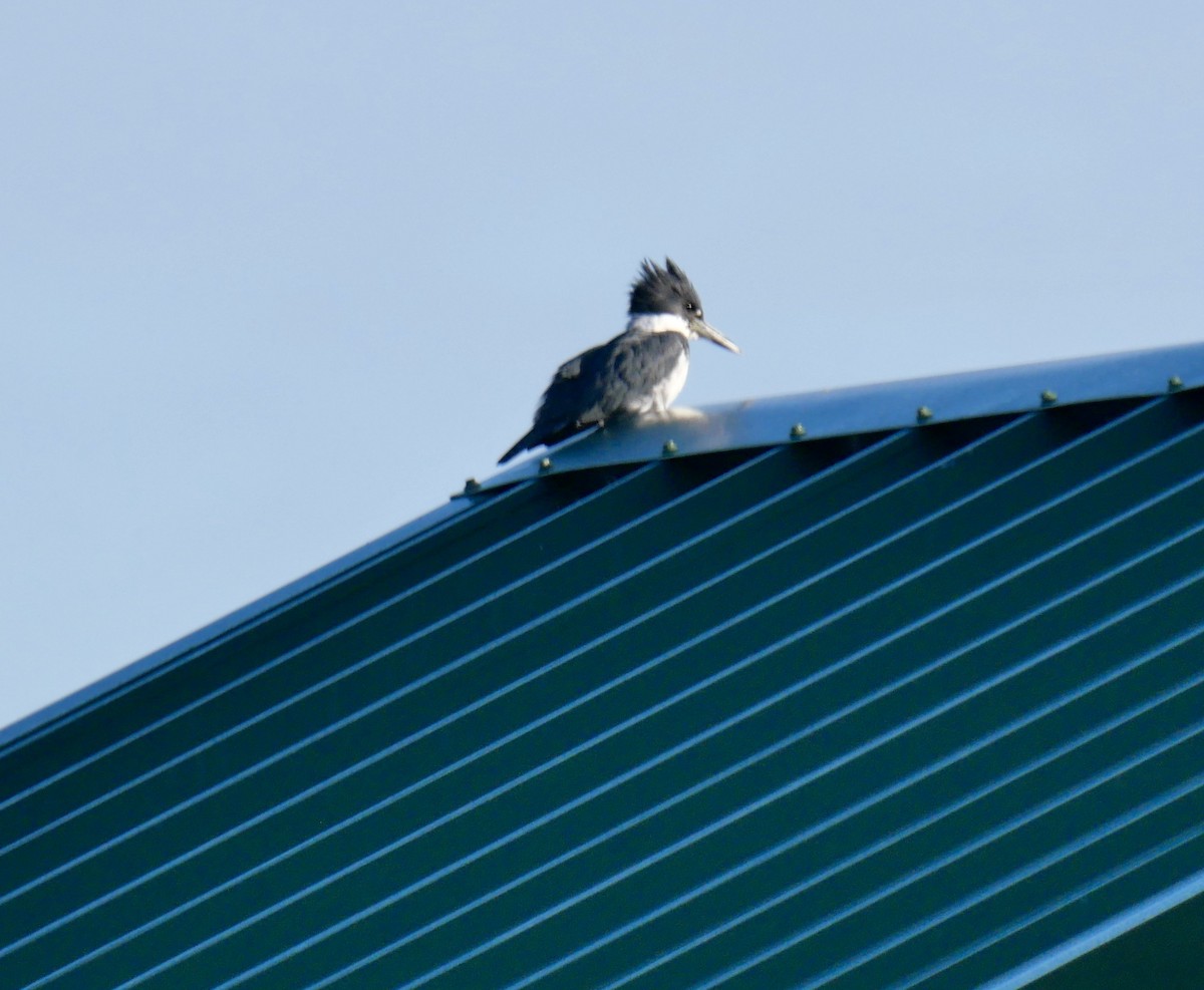 Belted Kingfisher - ML616980767