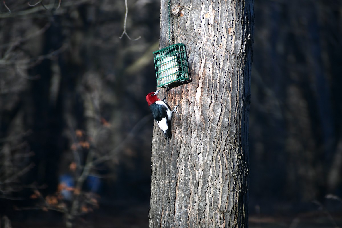 Red-headed Woodpecker - ML616980839