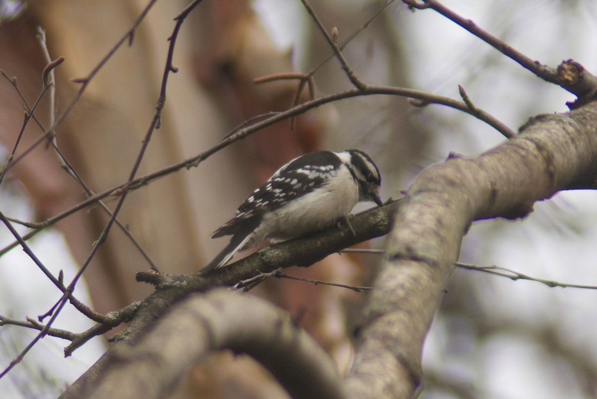 eBird Checklist - 6 Apr 2024 - Hall's Pond and Amory Woods - 23 species