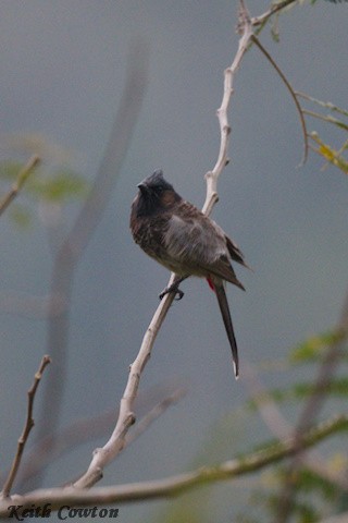 Red-vented Bulbul - ML616980958