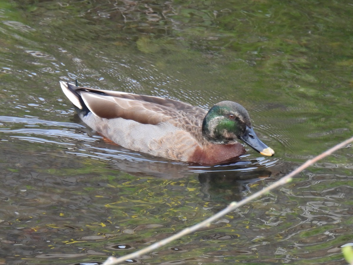 Mallard x Eastern Spot-billed Duck (hybrid) - ML616980994
