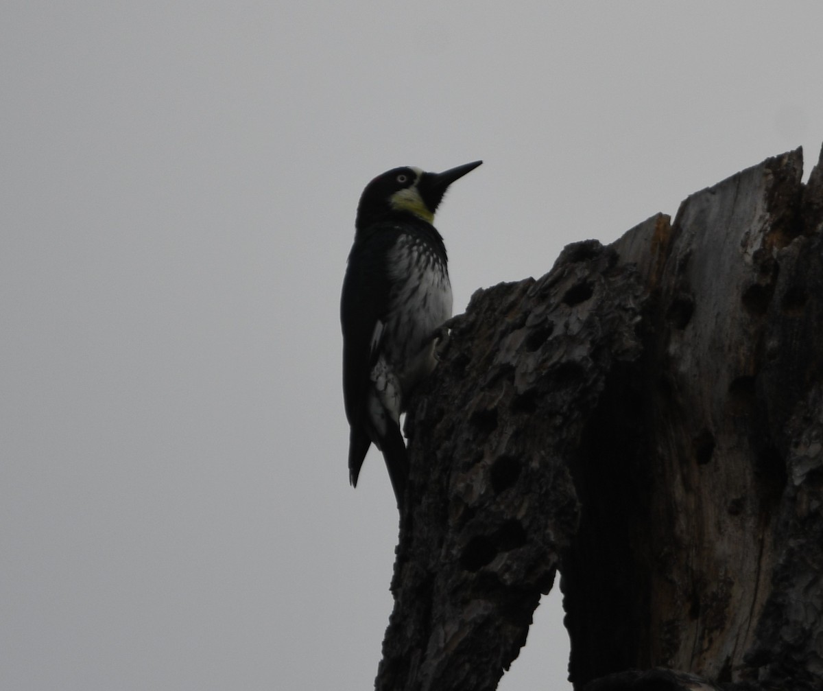 Acorn Woodpecker - ML616981034