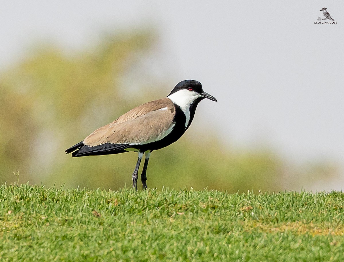 Spur-winged Lapwing - ML616981146