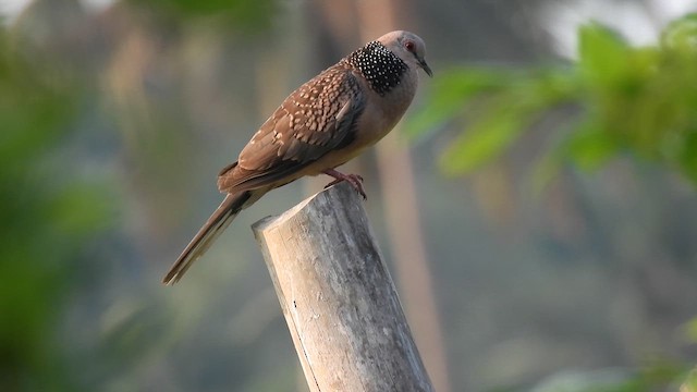 Spotted Dove - ML616981162