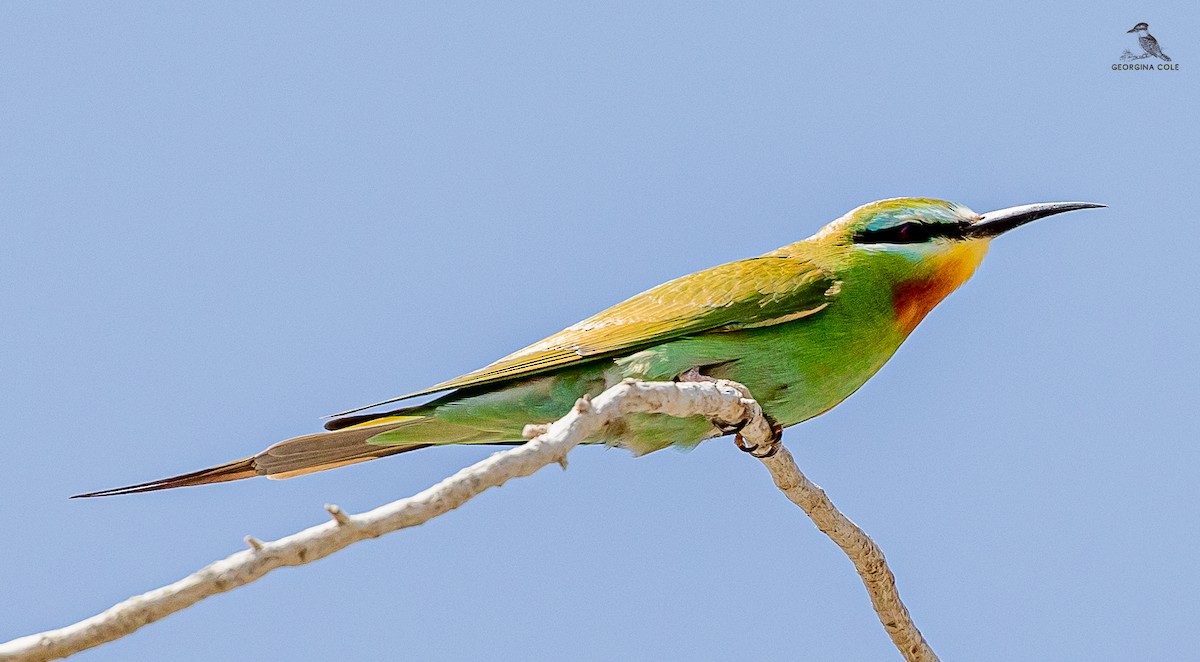 Blue-cheeked Bee-eater - Georgina Cole