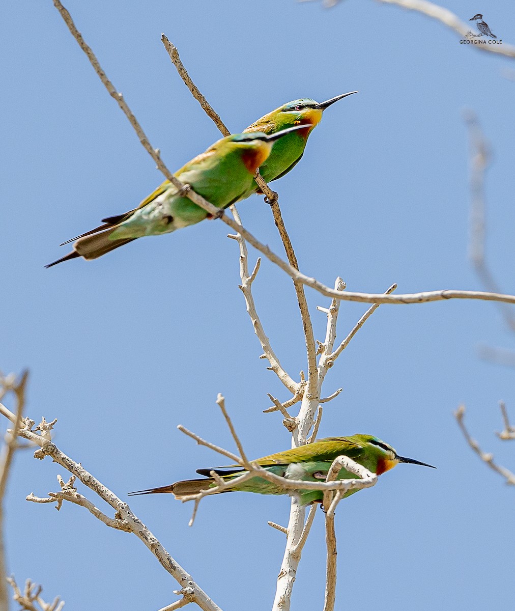 Blue-cheeked Bee-eater - ML616981164