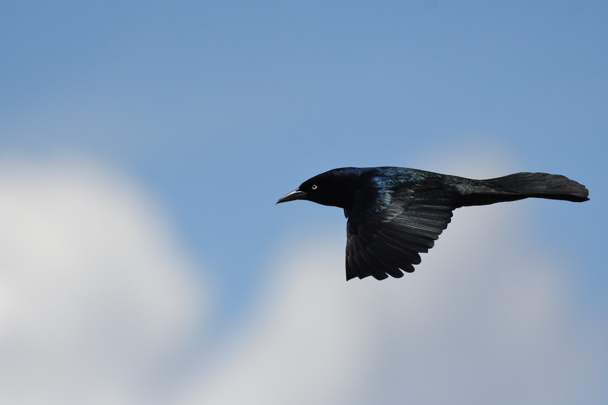 Boat-tailed Grackle - ML616981214