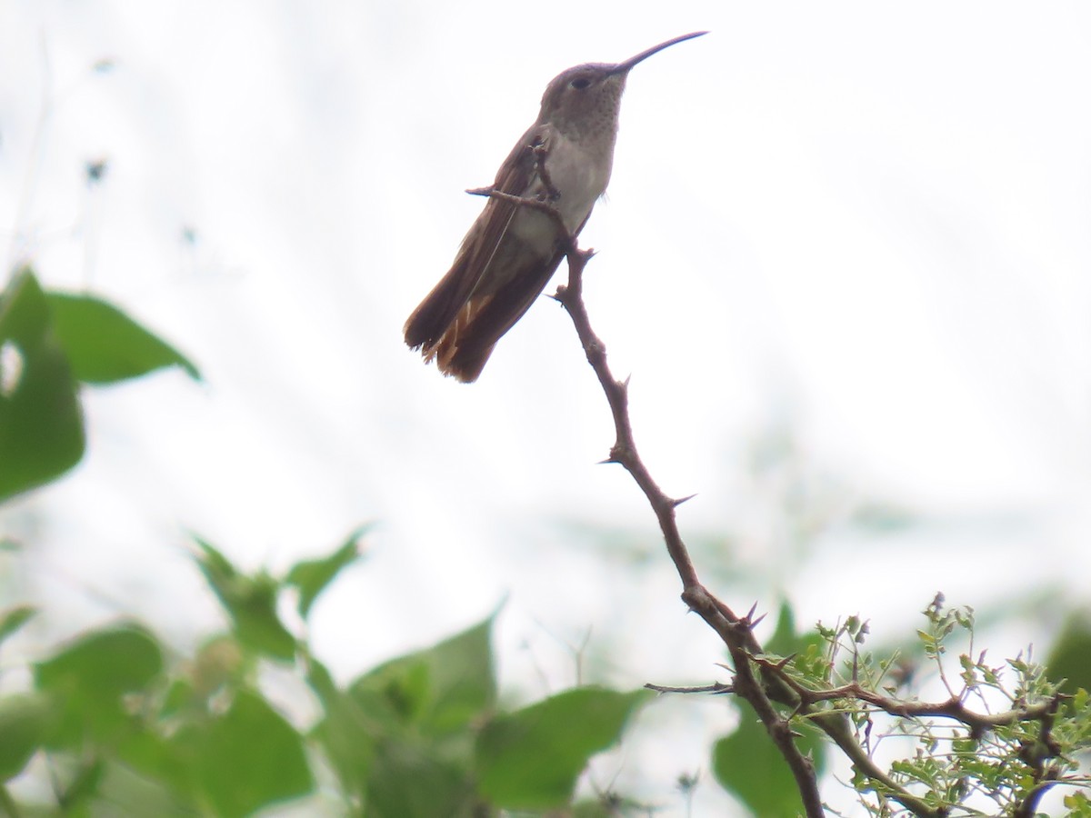 Spot-throated Hummingbird - Katherine Holland