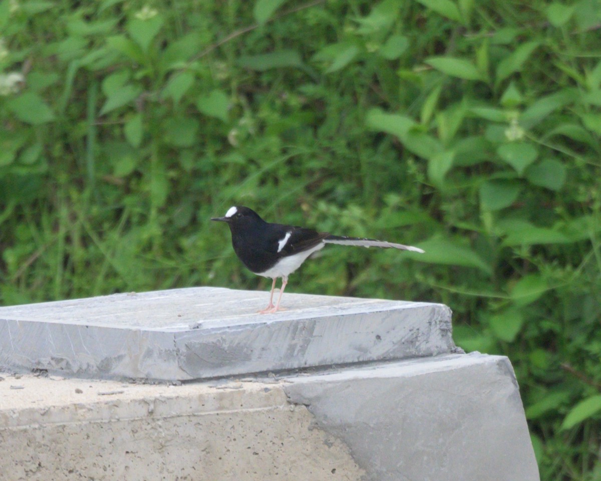 White-crowned Forktail (Northern) - ML616981307