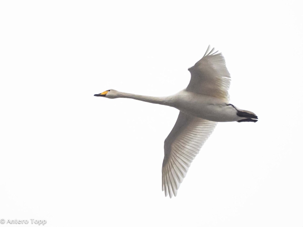 Whooper Swan - Antero Topp