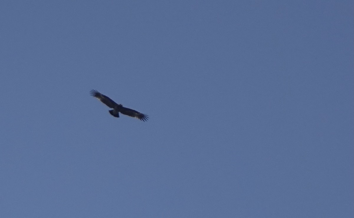 Greater Spotted Eagle - ML616981419
