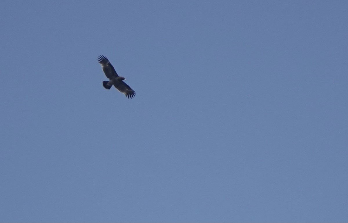 Greater Spotted Eagle - ML616981420