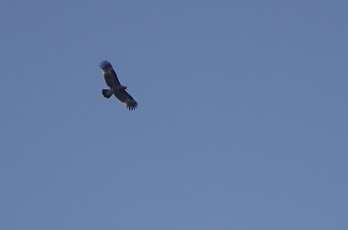 Greater Spotted Eagle - ML616981421