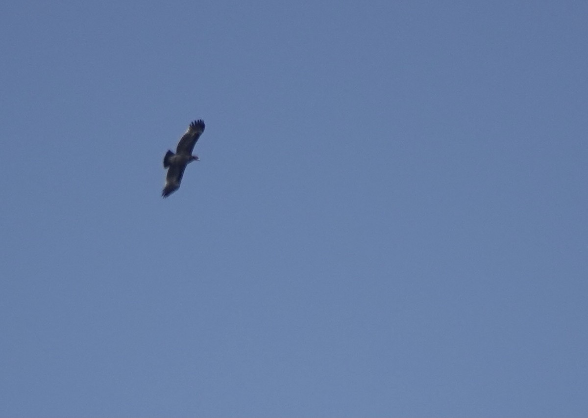 Greater Spotted Eagle - ML616981422