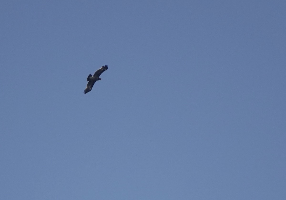 Greater Spotted Eagle - ML616981423