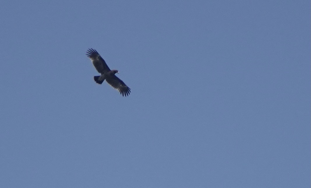 Greater Spotted Eagle - ML616981427