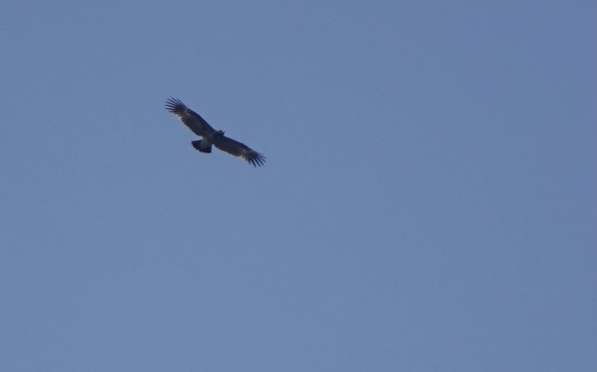 Greater Spotted Eagle - ML616981428