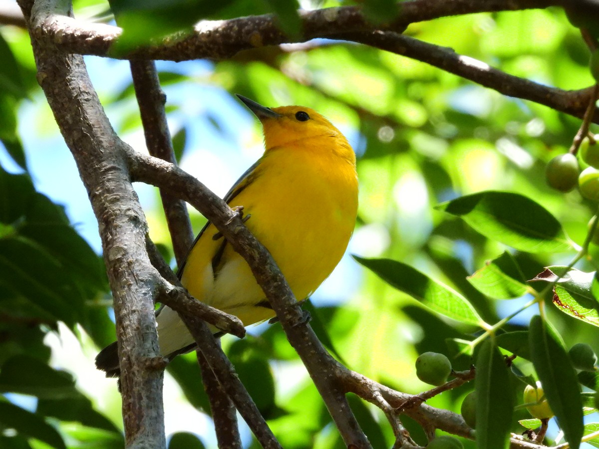 Prothonotary Warbler - ML616981571