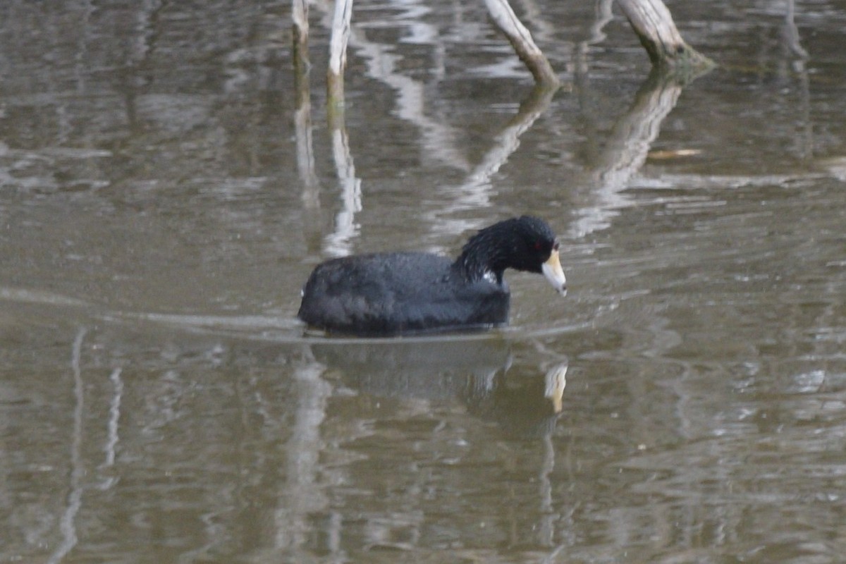 American Coot (Red-shielded) - ML616981572
