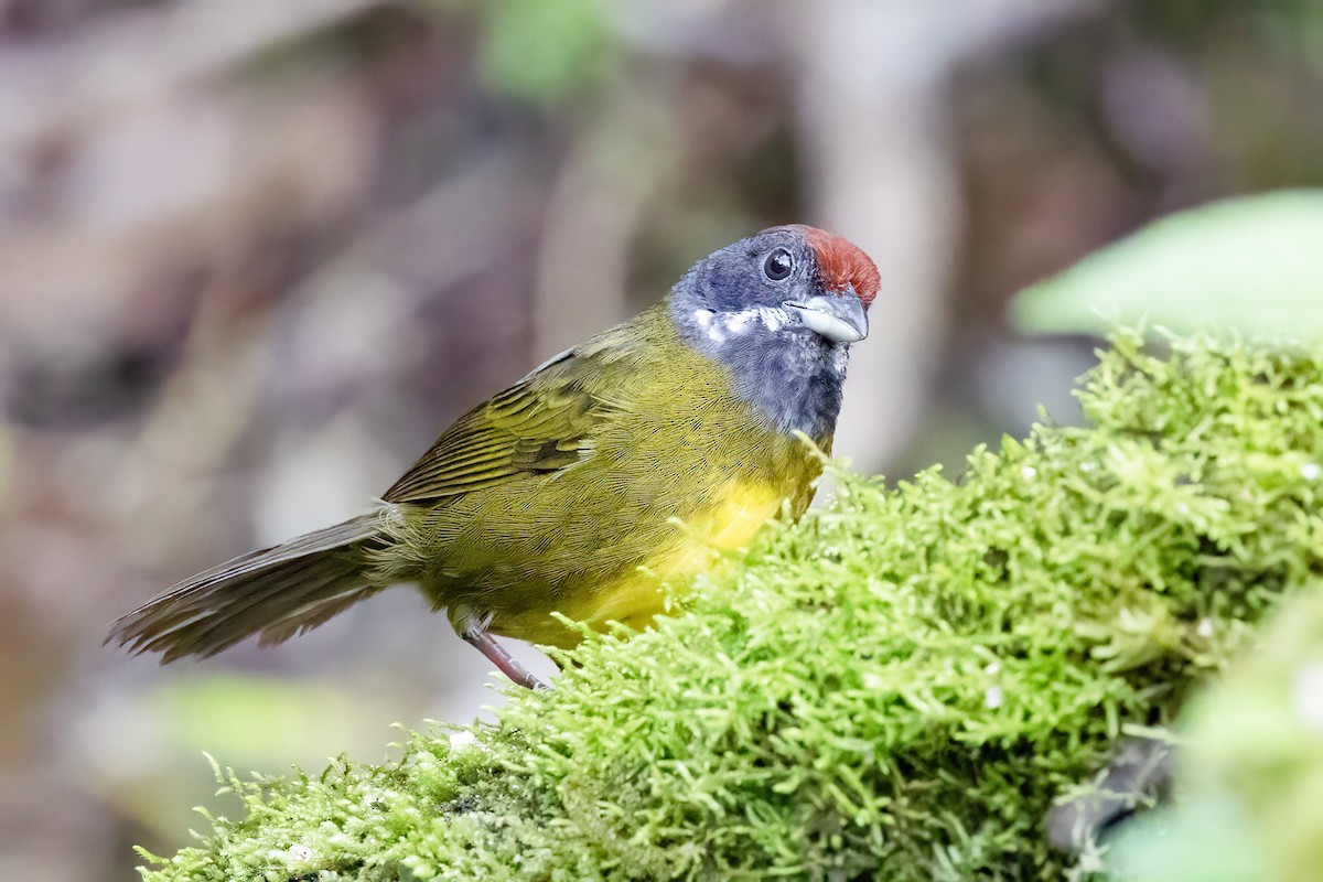 Sooty-faced Finch - ML616981732