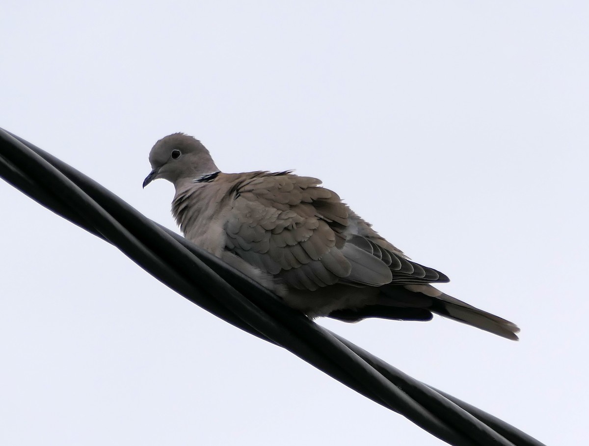 Eurasian Collared-Dove - ML616981828