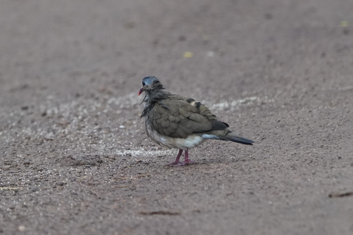 Blue-spotted Wood-Dove - ML616981837