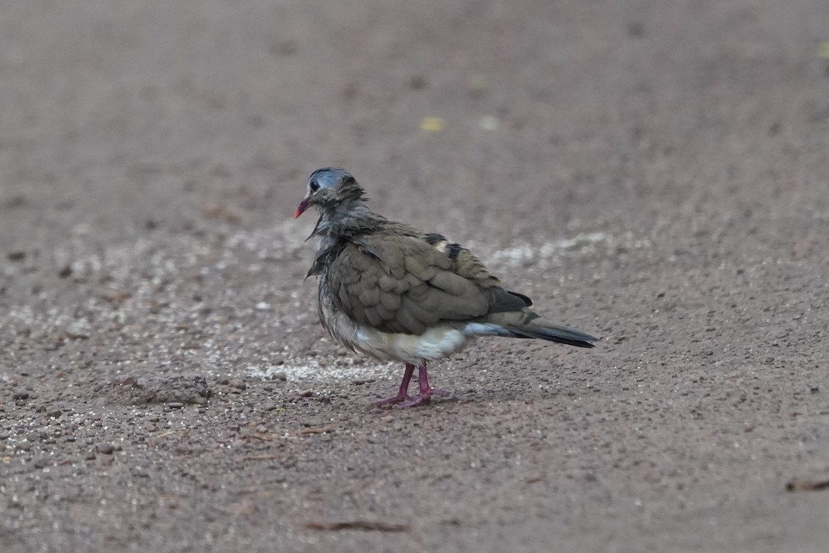 Blue-spotted Wood-Dove - ML616981838