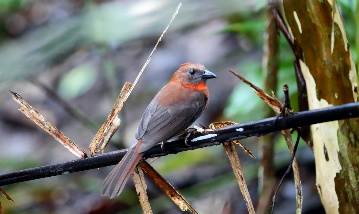 Red-throated Ant-Tanager (Red-throated) - ML616982013