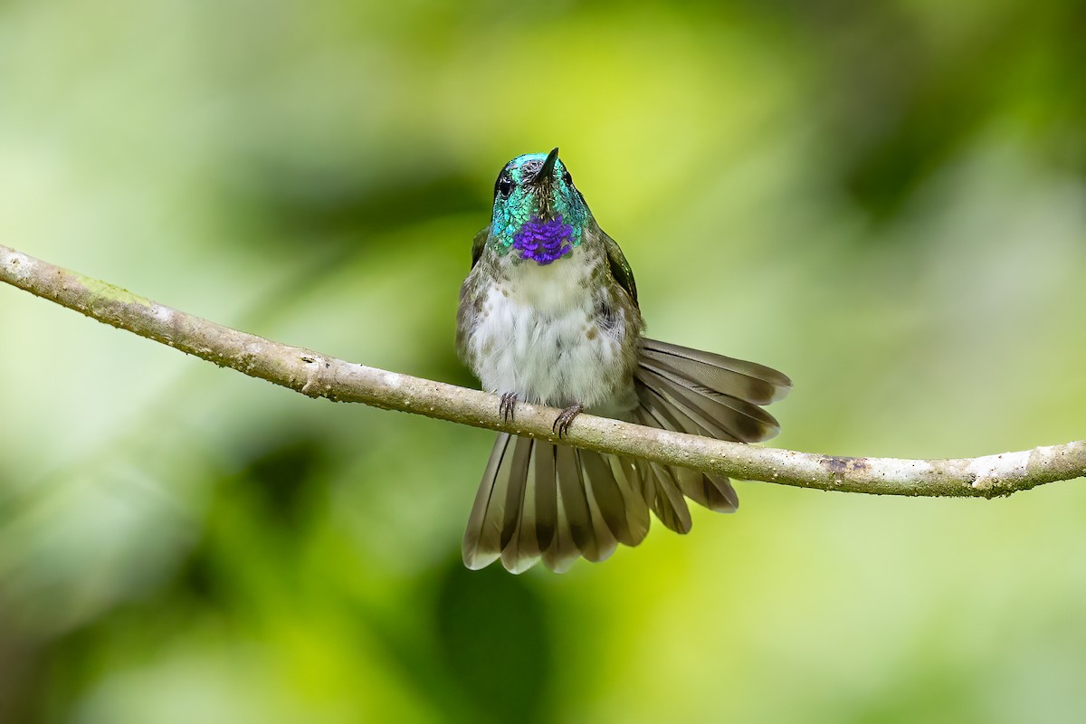 kolibřík vysočinný - ML616982083