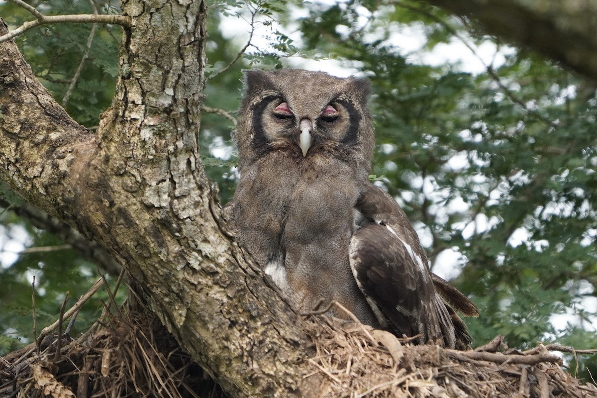 Verreaux's Eagle-Owl - ML616982160