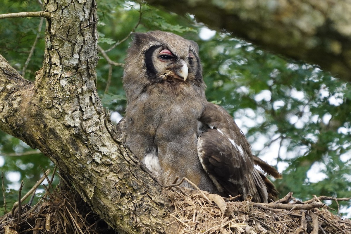 Verreaux's Eagle-Owl - ML616982162