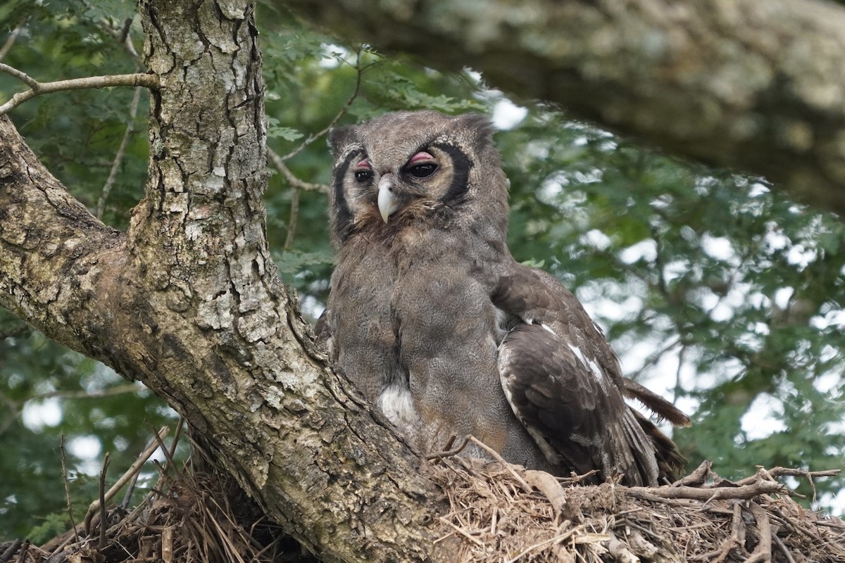 Verreaux's Eagle-Owl - ML616982163