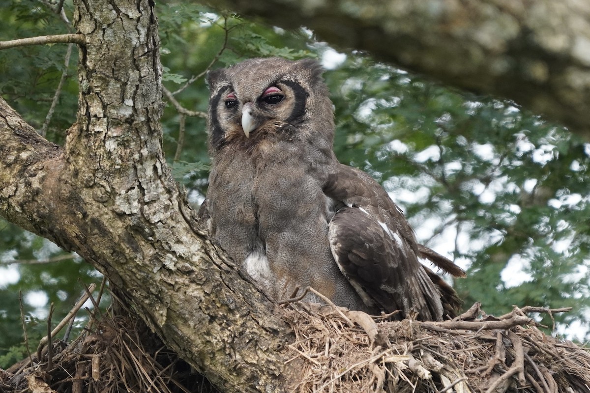 Verreaux's Eagle-Owl - ML616982164