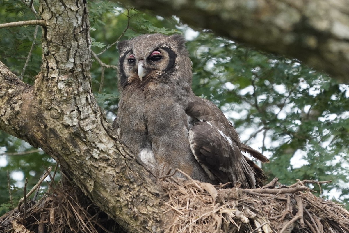 Verreaux's Eagle-Owl - ML616982166