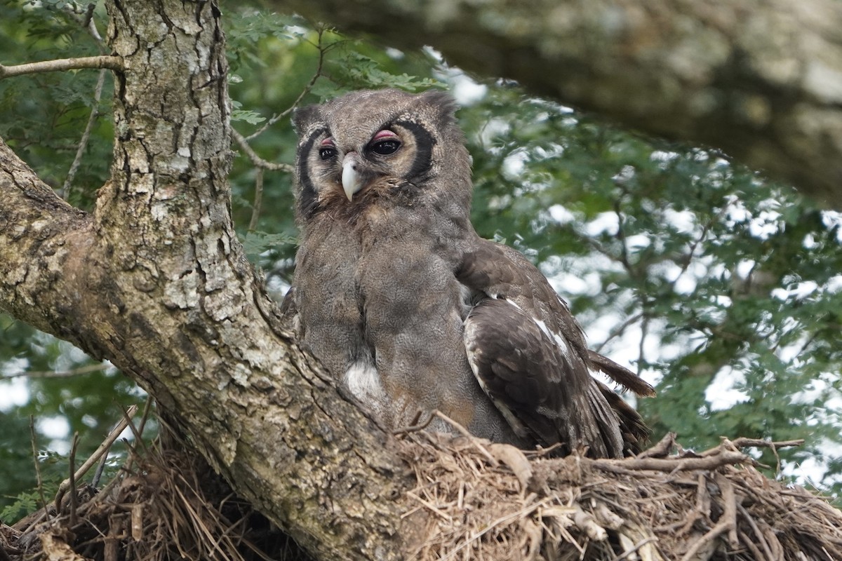 Verreaux's Eagle-Owl - ML616982169